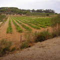 Enogastronomía, vino y tradición culinaria de la Isla de Elba